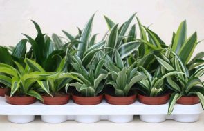 Dracaena compatta