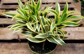 Terreno per dracena
