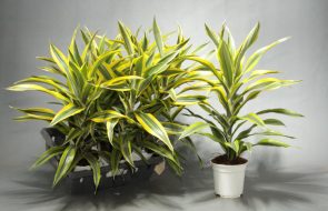 Come trapiantare la dracena