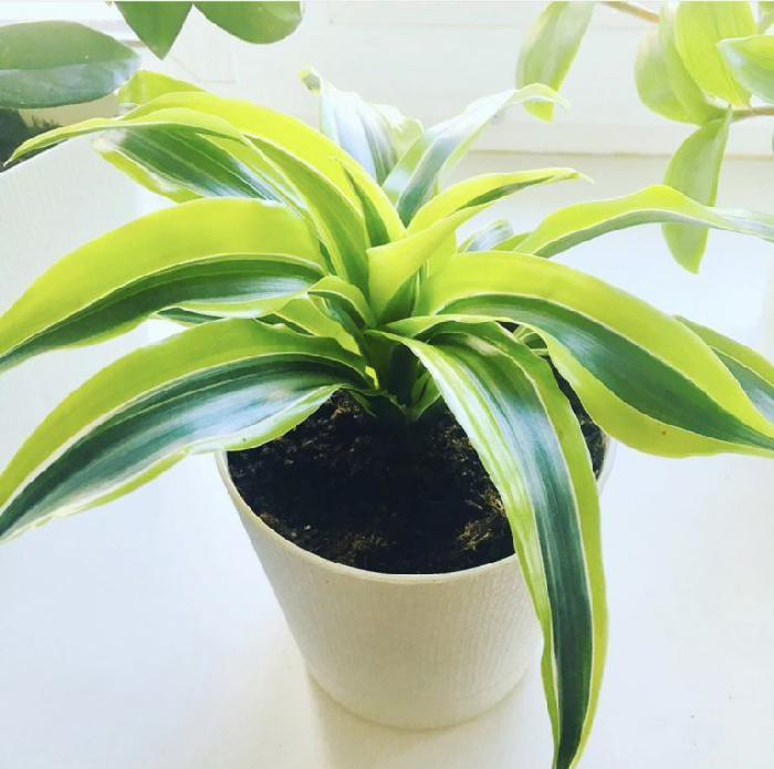 Dracaena e luce
