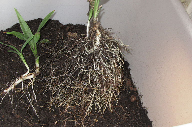 Trapiantare un fiore acquistato