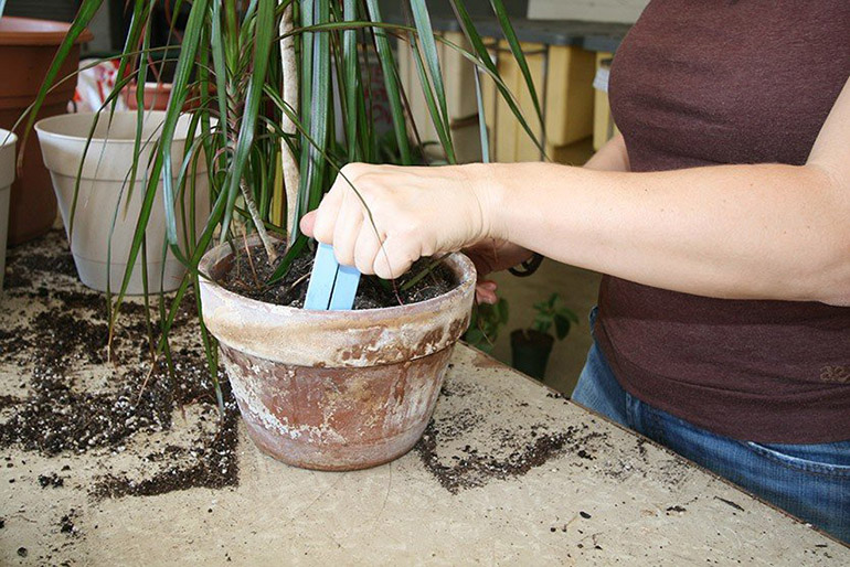 Trapianto di dracena