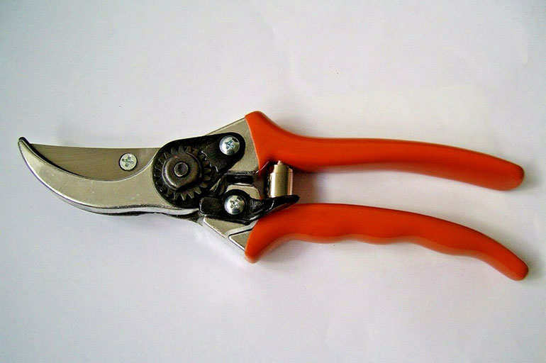 Cesoie