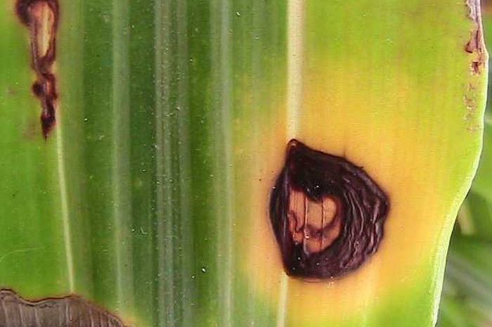 Alternaria