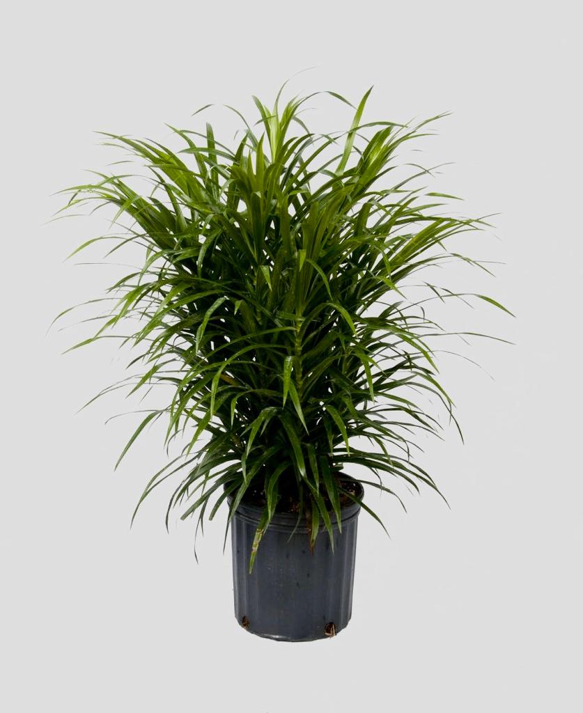 Dracena
