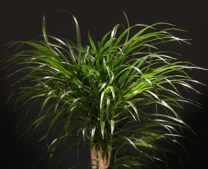 Dracena Anita