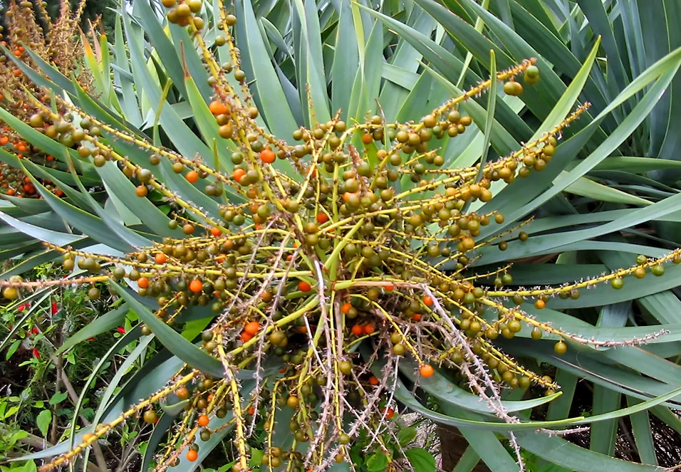 Frutta