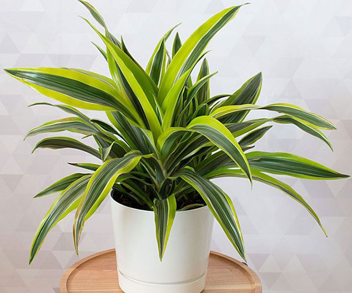 Dracena