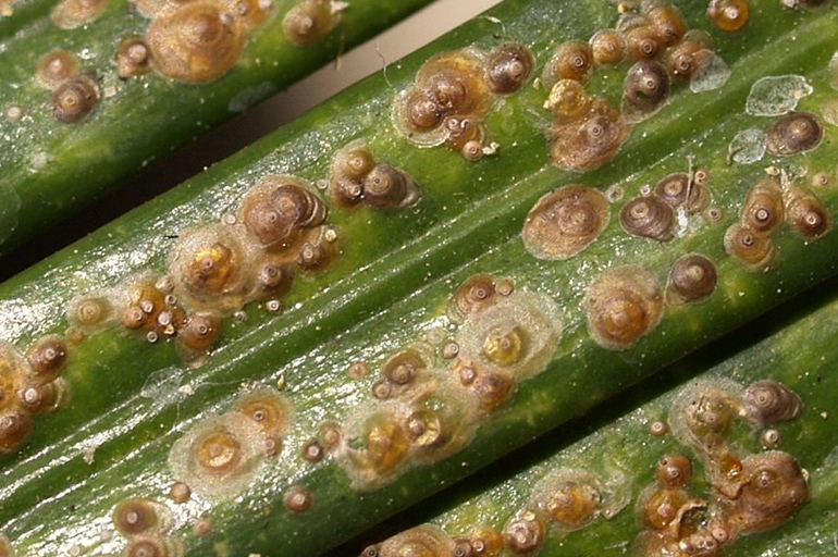 Dracaena haigused