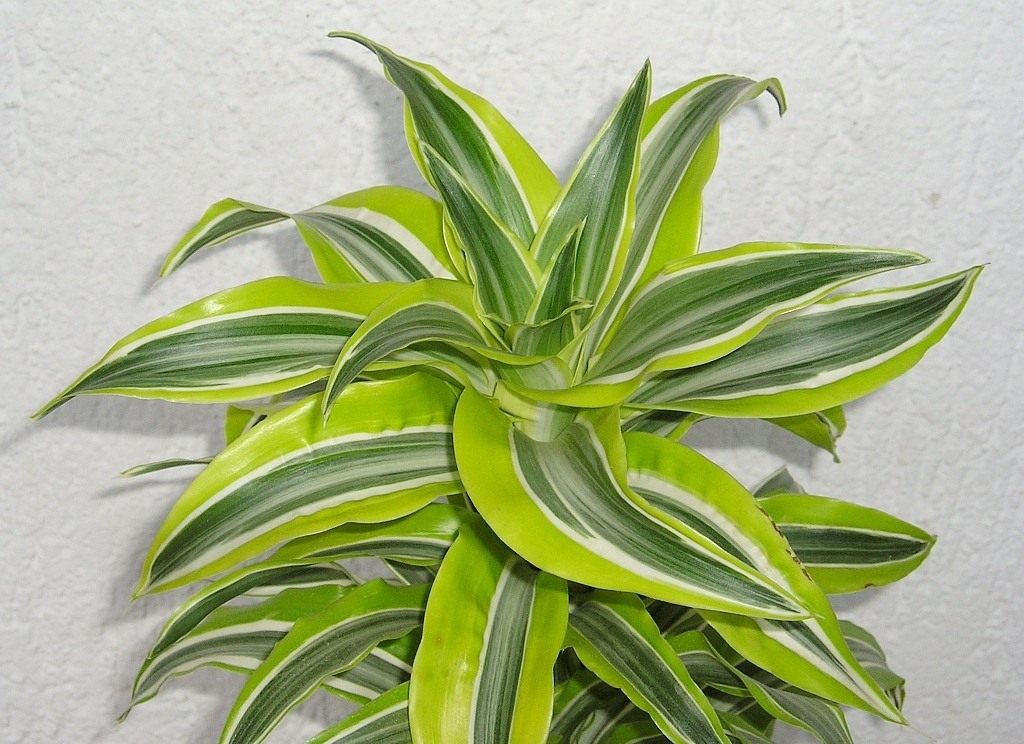 Dracaena derema