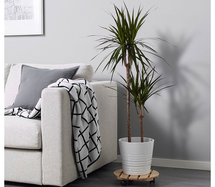 Dracaena in vaso