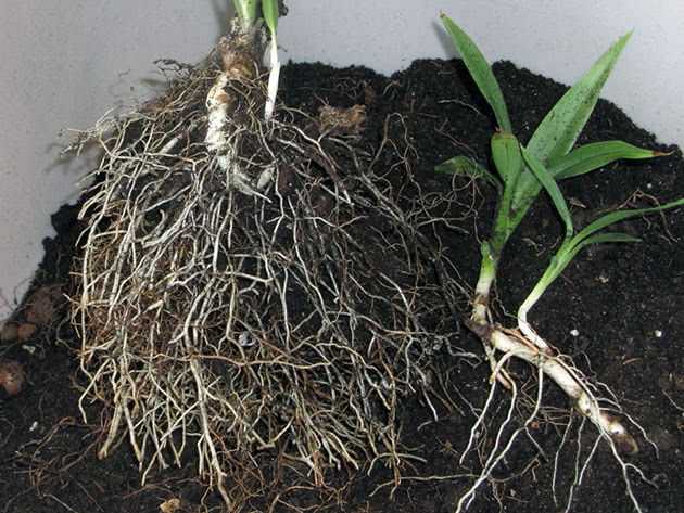 come trapiantare la dracena.