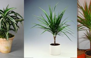 Malattie della Dracaena
