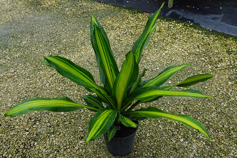 Dracaena Massangeana