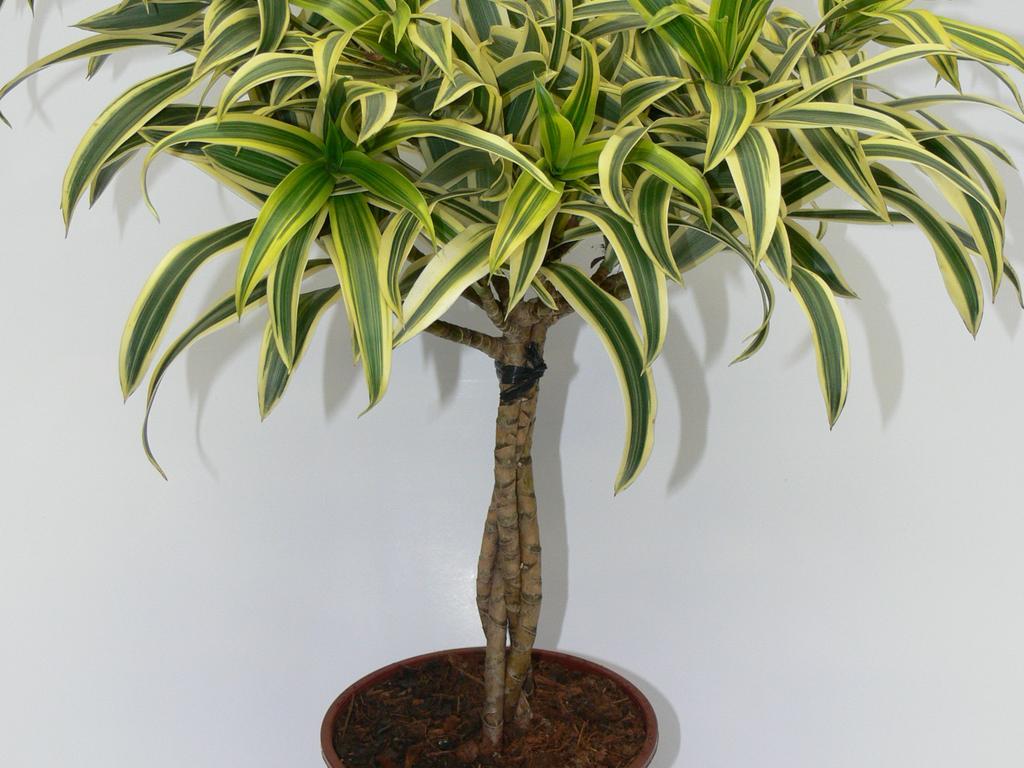 Albero di casa