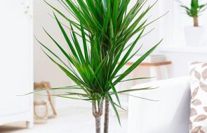 Cosa fare se sulla dracena appare una patina bianca