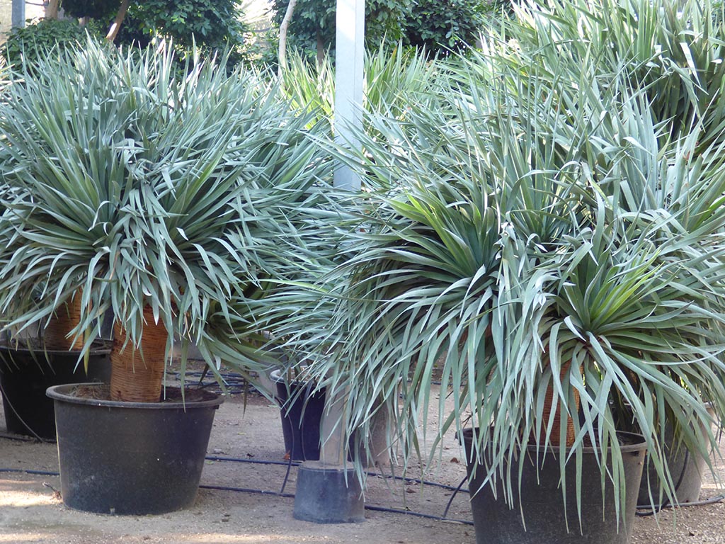 Dracena Drago