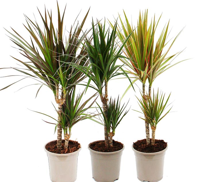 La magia della Dracaena
