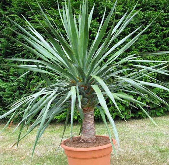 Dracena