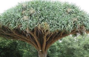 Albero del drago Dracaena