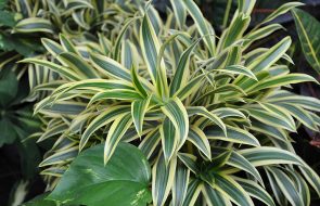 Dracaena Costa d'Oro