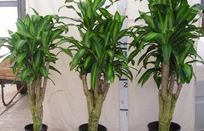 Dracaena Massangeana