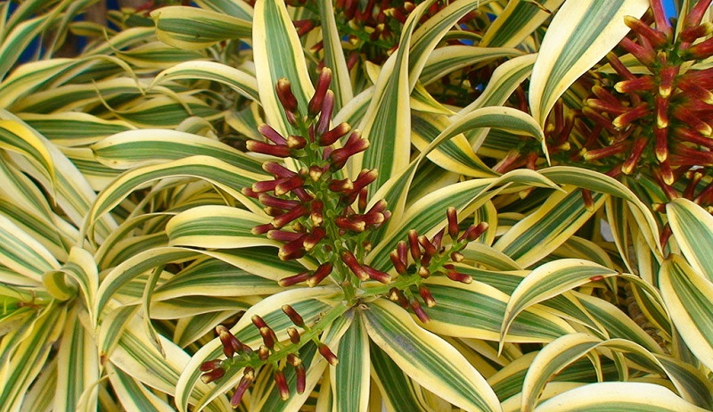 Dracaena reflexa