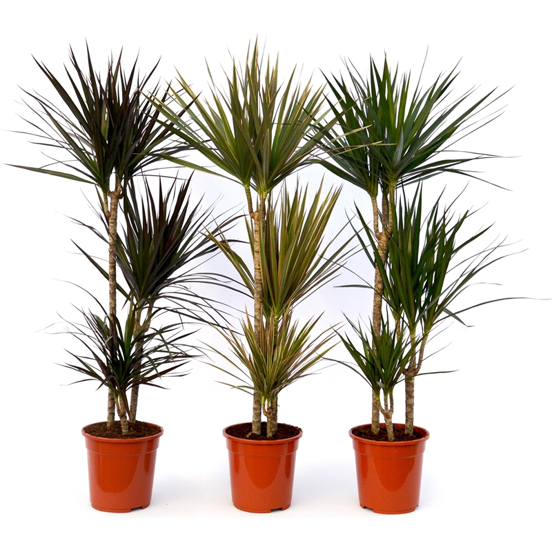 Albero di Dracaena marginata