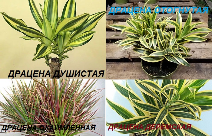 specie di Dracaena
