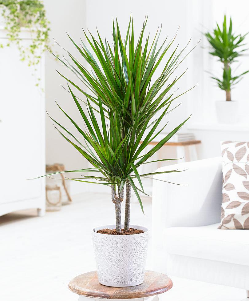 Dracaena marginata