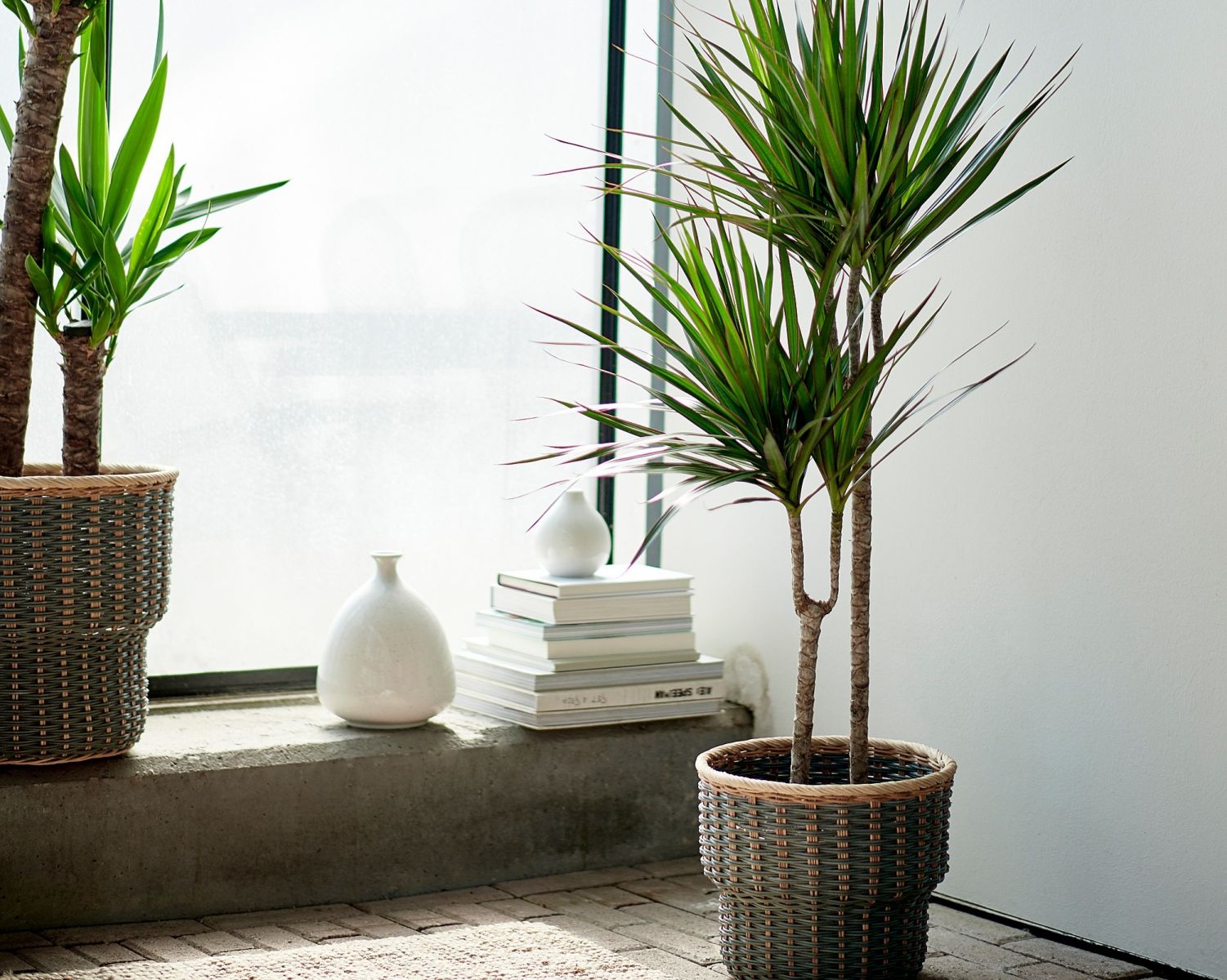 Dracena