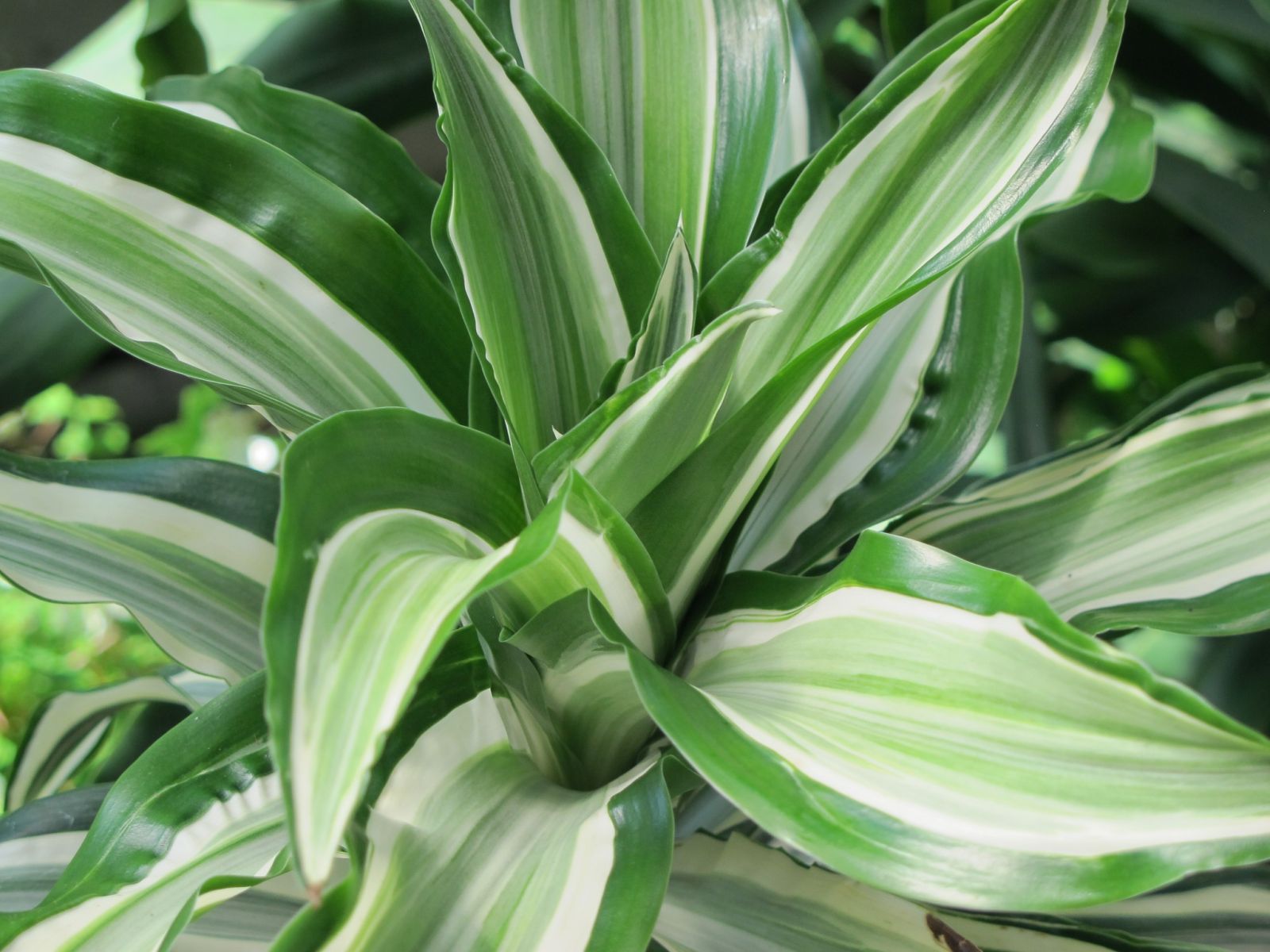 Dracaena fragrans