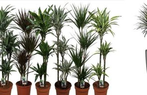 Vaso per dracena