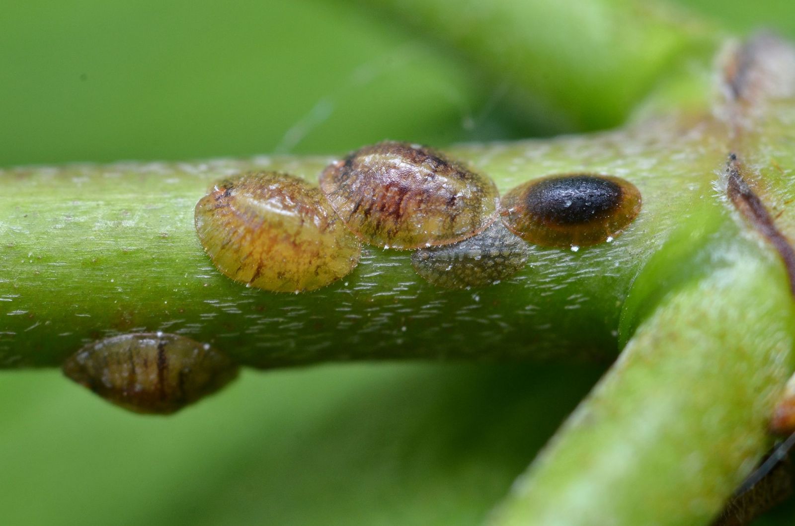 Cocciniglia falsa