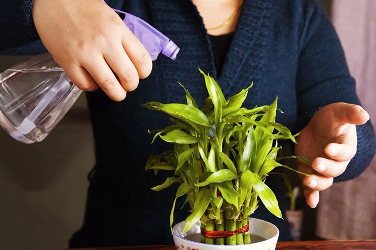 Spruzzare la dracena
