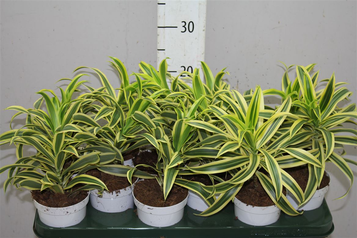 Dracaena reflexa