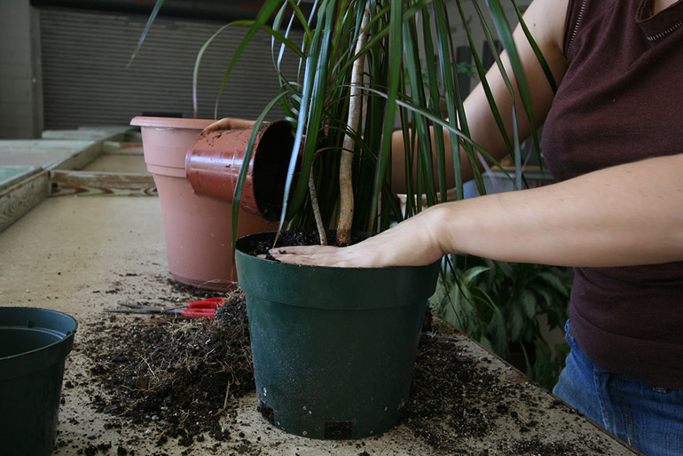 Trapiantare la dracena a casa