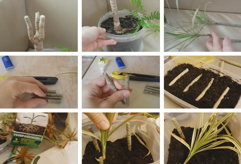 Propagazione degli alberi