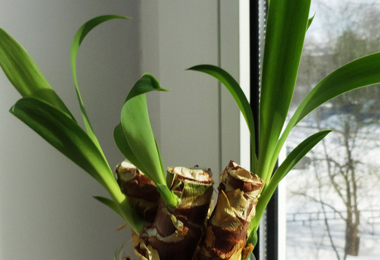 come propagare la dracena