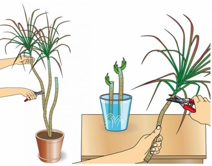La dracena può essere propagata tramite talea.