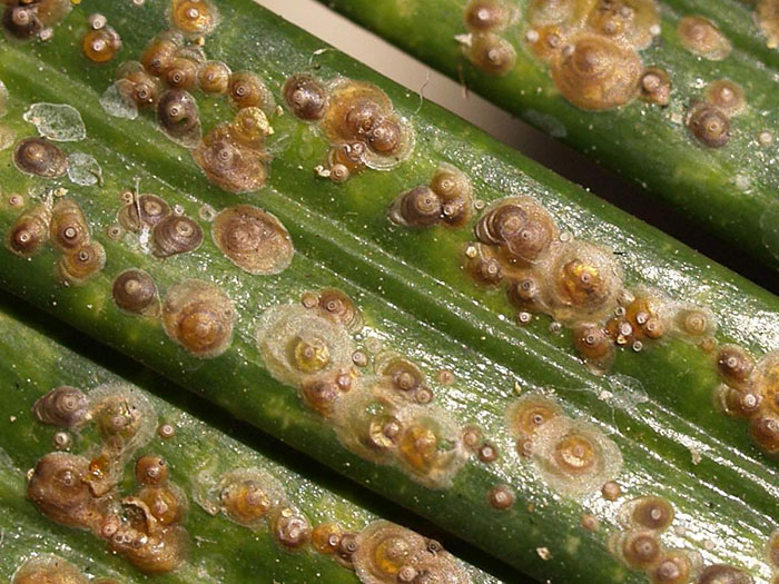 Cocciniglia