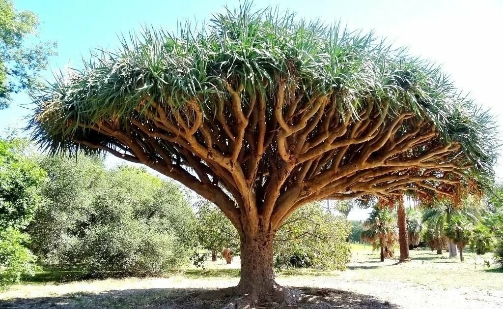 tronco d'albero
