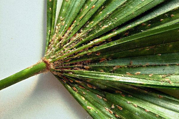 Tripidi