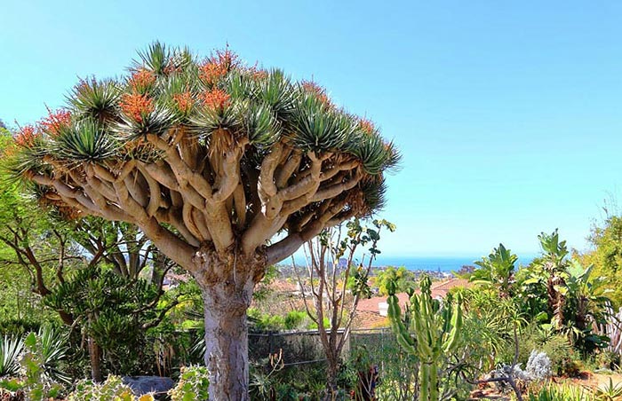 fiore di Dracaena