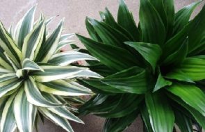 Fertilizzante per dracena