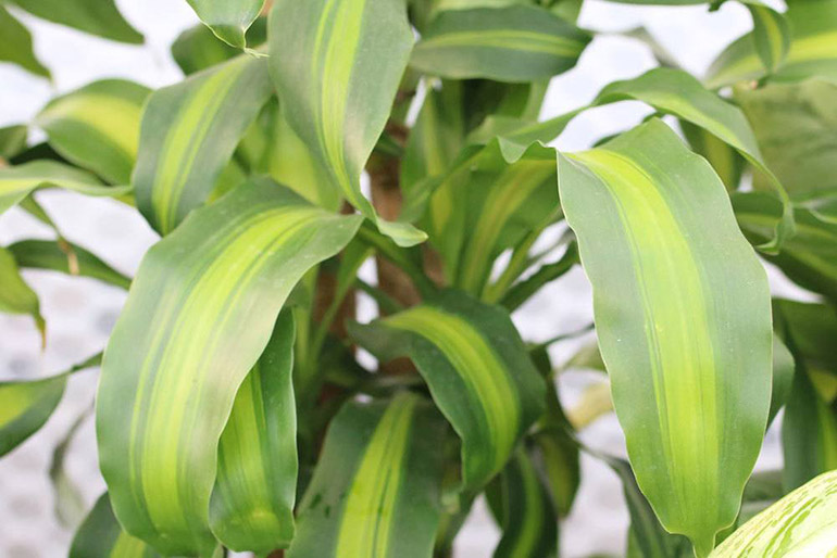 Prendersi cura della Dracaena