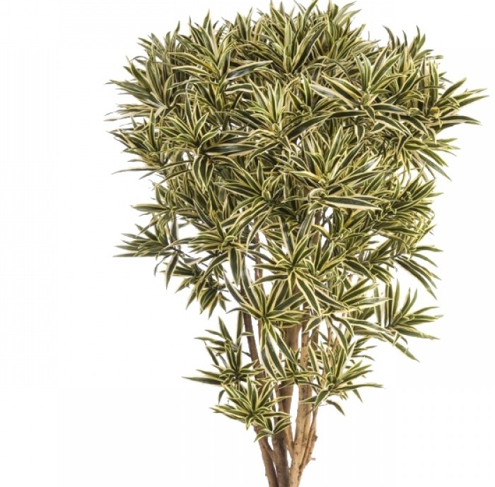 Dracena dorata