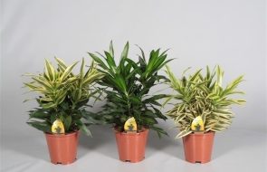 Dracaena reflexa