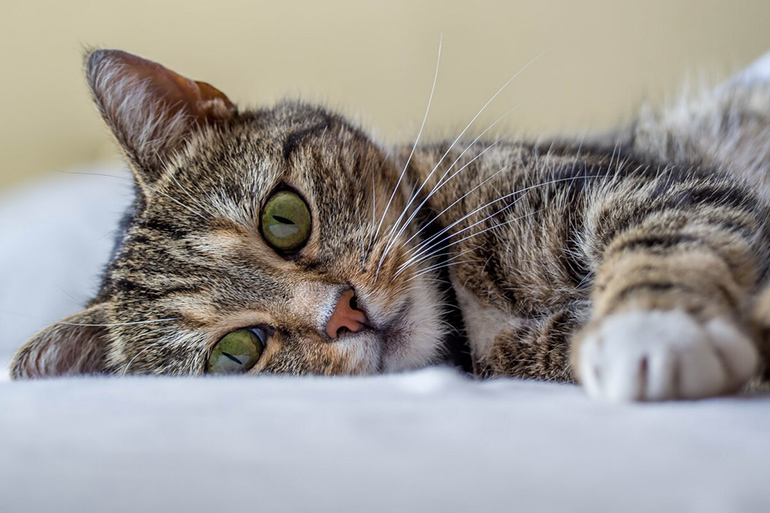 Gatto