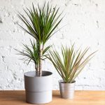 Dracaena femmina di drago
